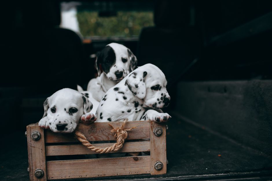 Traveling With Pets in Your RV: A Complete Guide