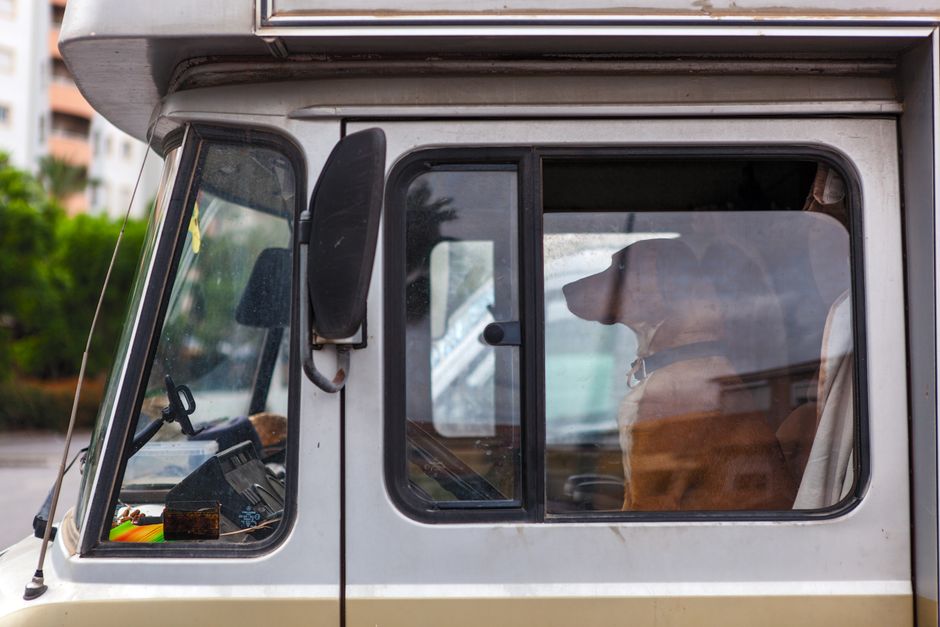 Living on the Road With Your Dog: A Complete Guide