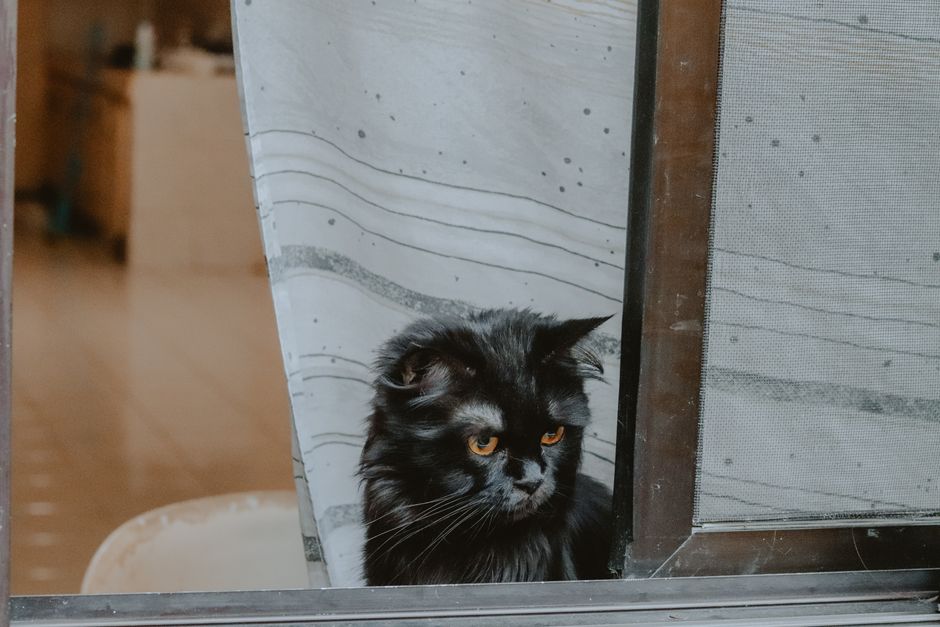 RV Life With Cats: 46% Of Nomads Make It Work